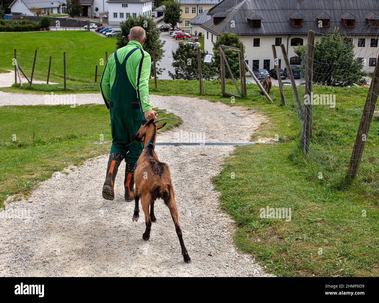 Animal keeper with unruly billy goat, Schoenau, Bavaria, Germany Stock Photo