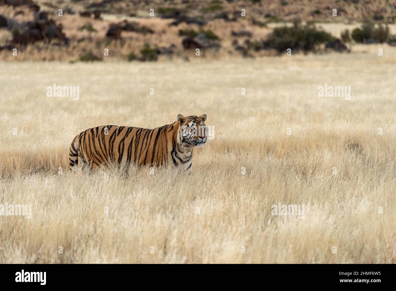 Bengal tiger (Panthera tigris tigris) walks through tall grass, Tiger Canyon Farm, Philippolis, South Africa Stock Photo
