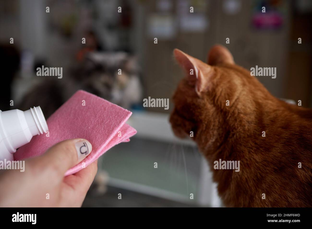 Apple cider vinegar discourage dogs and cats from chewing on furniture