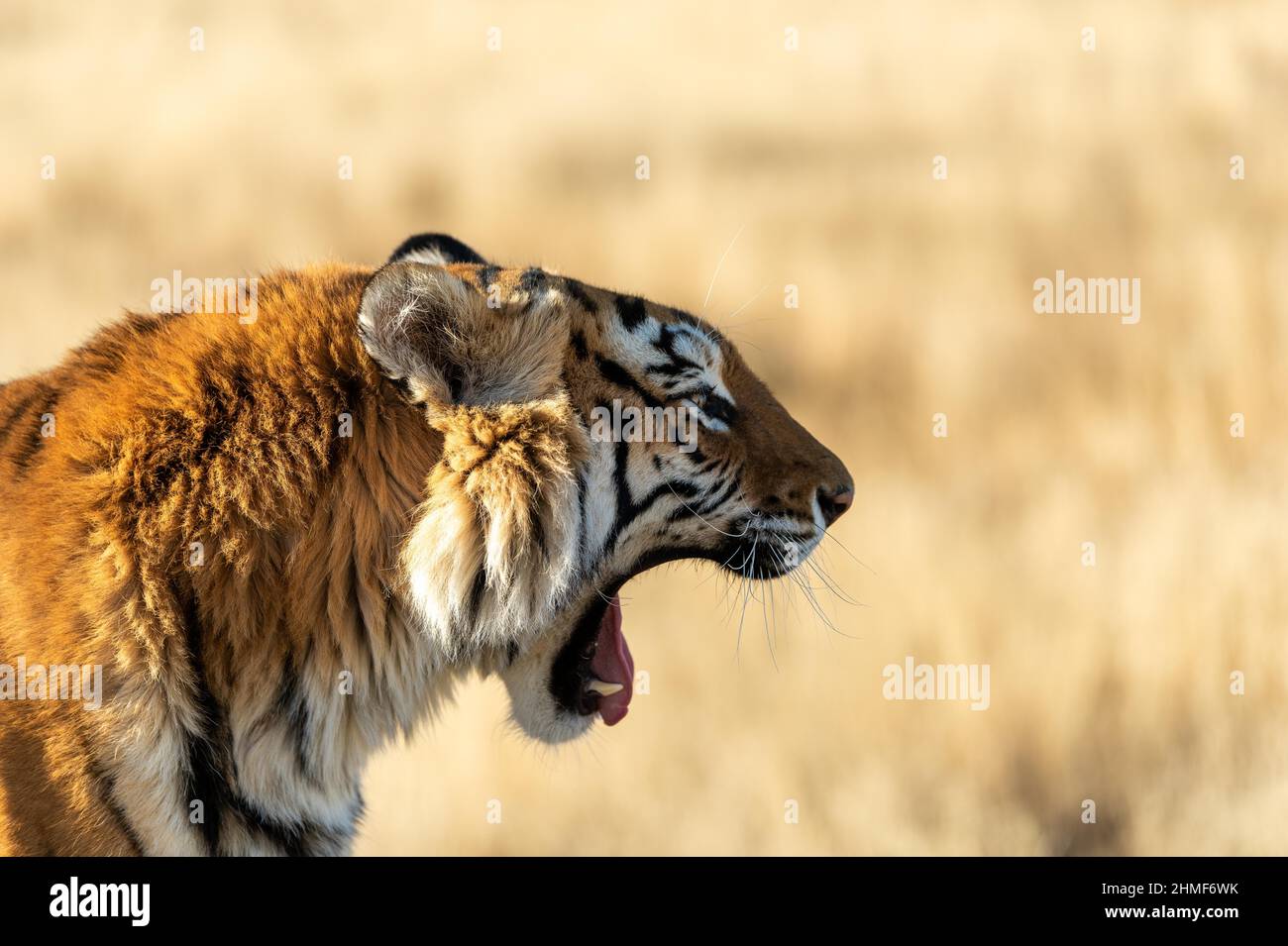 Bengal tiger (Panthera tigris tigris) yawning, Tiger Canyon Farm, Philippolis, South Africa Stock Photo