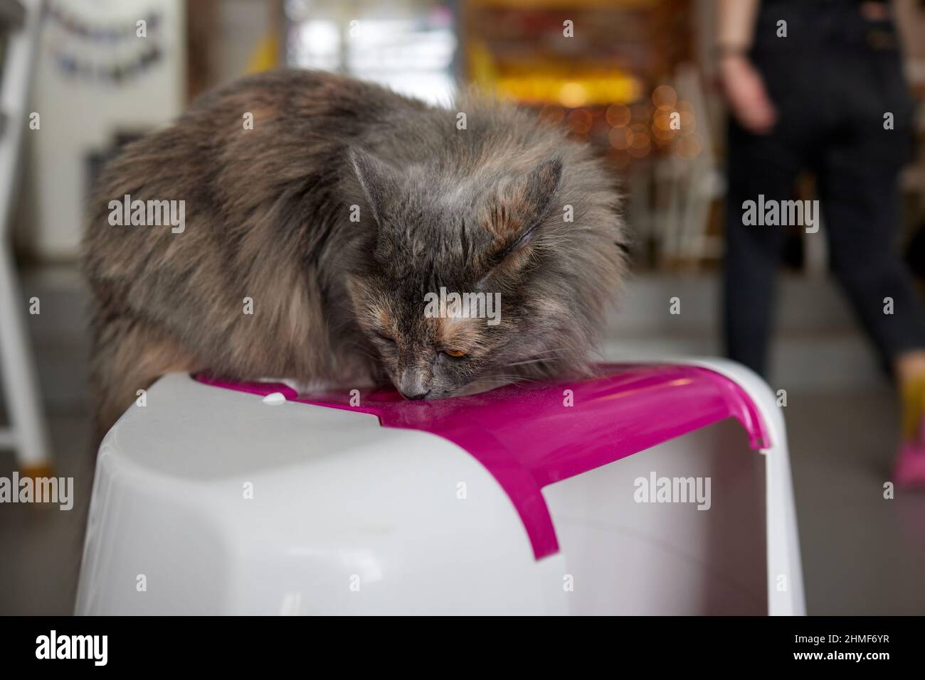 Tabby cat step inside a litter box and poops or pee Stock Photo Alamy