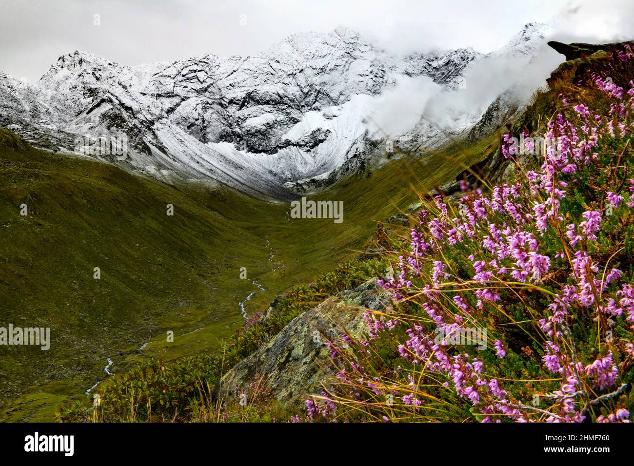 Spike heather (Erica spiculifolia), with snowy mountains in the background, Sellrain, Innsbruck, Tyrol, Austria Stock Photo