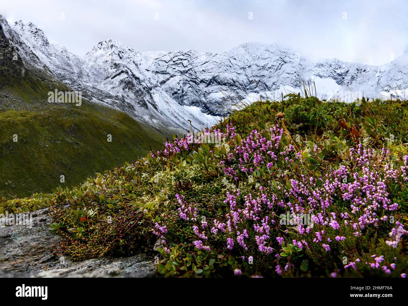 Spike heather (Erica spiculifolia), with snowy mountains in the background, Sellrain, Innsbruck, Tyrol, Austria Stock Photo