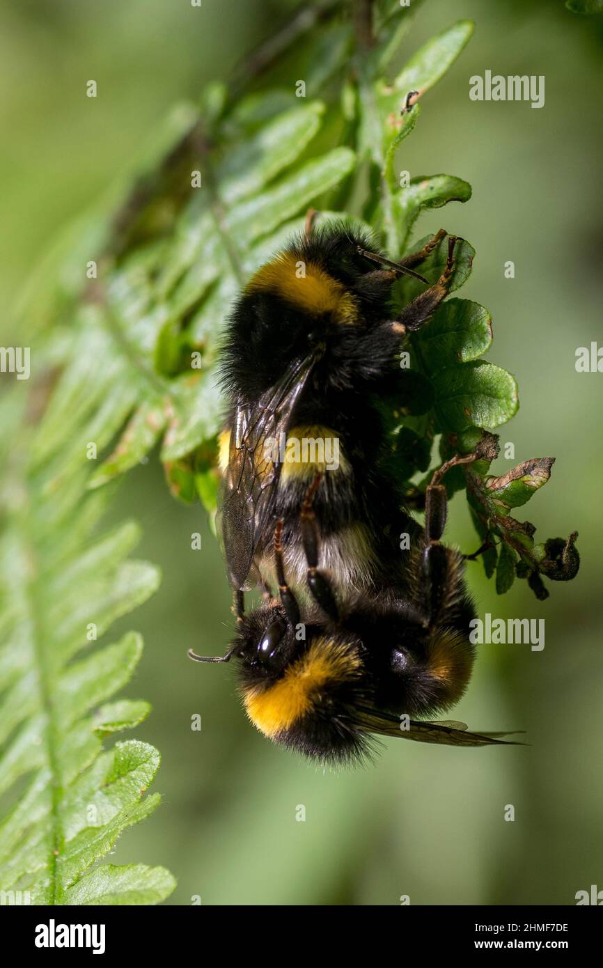 Male and female White-tailed bumblebee (Bombus lucorum) mating Stock Photo