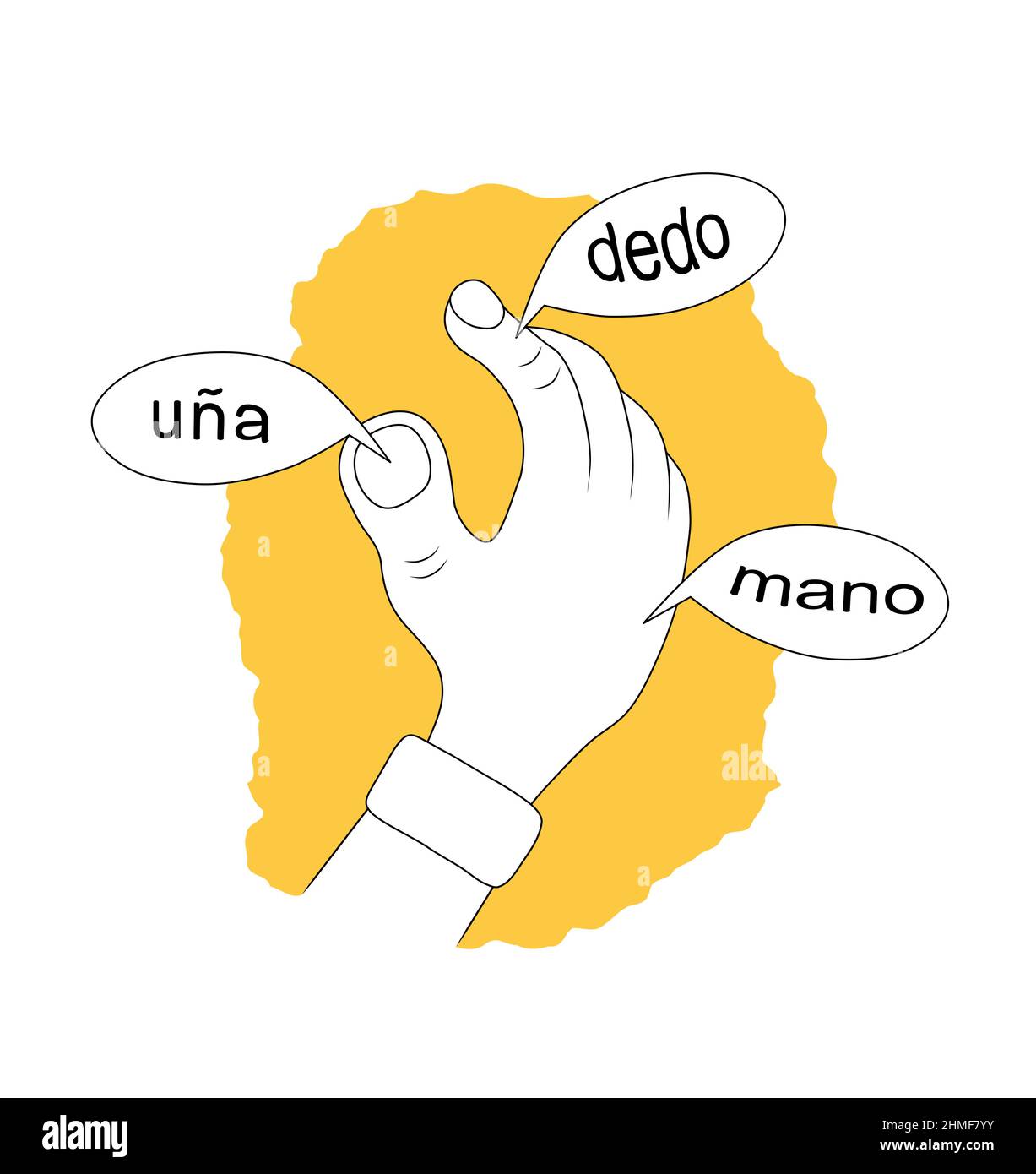 vocabulary body parts in spanish, nail, finger and hand. illustration