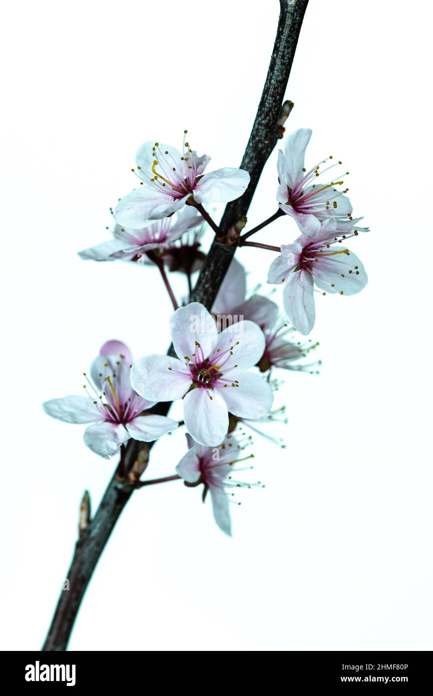 Pear Nashi Nijiseki (Pyrus pyraster Nijisseiki), cropped, white background Stock Photo