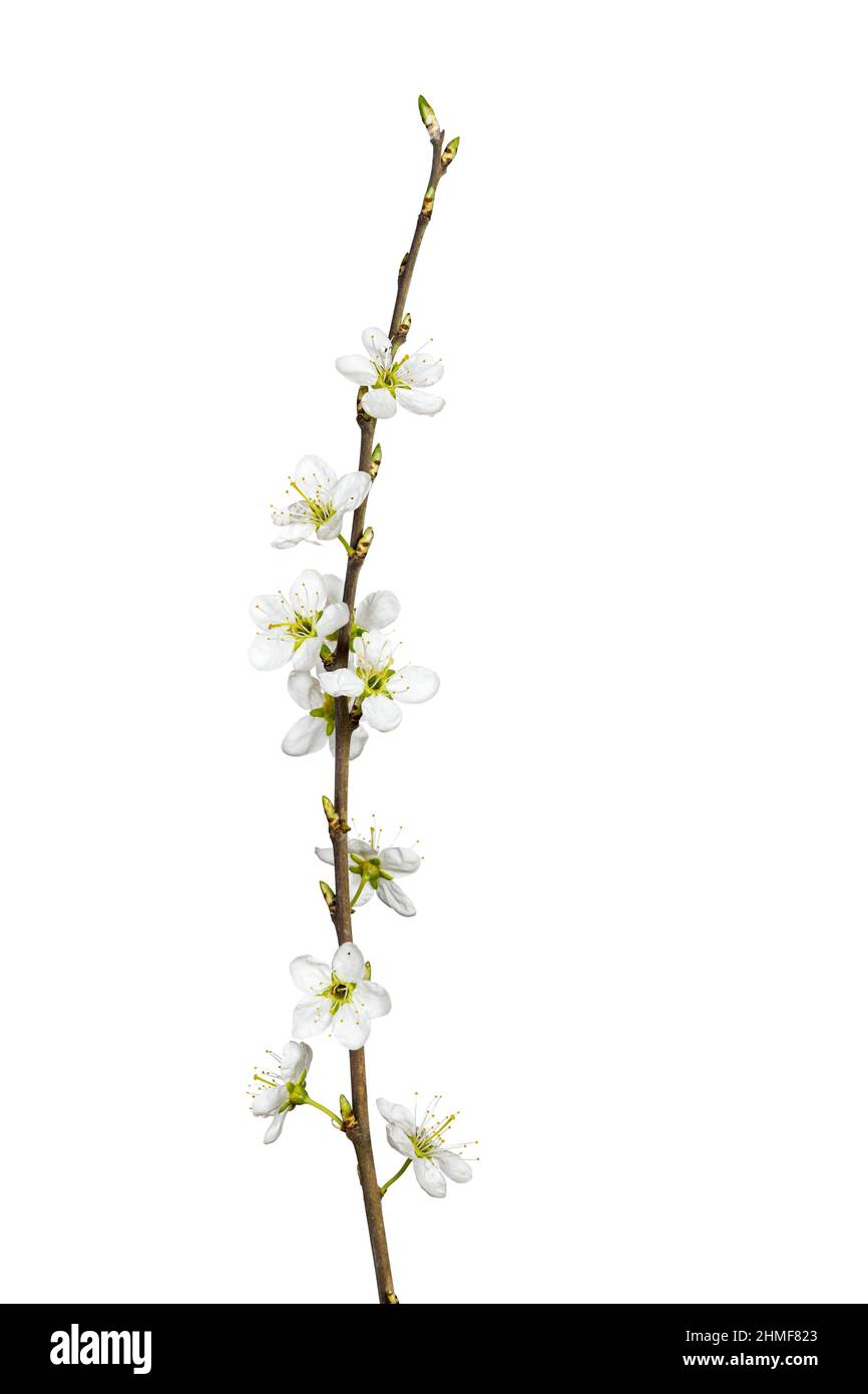 Blackthorn (Prunus spinosa), isolated, white background Stock Photo