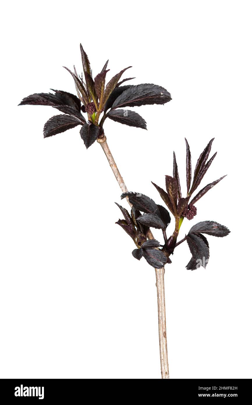 Black elderberry Black Beauty (Sambucus nigra Black Beauty), isolated, white background Stock Photo