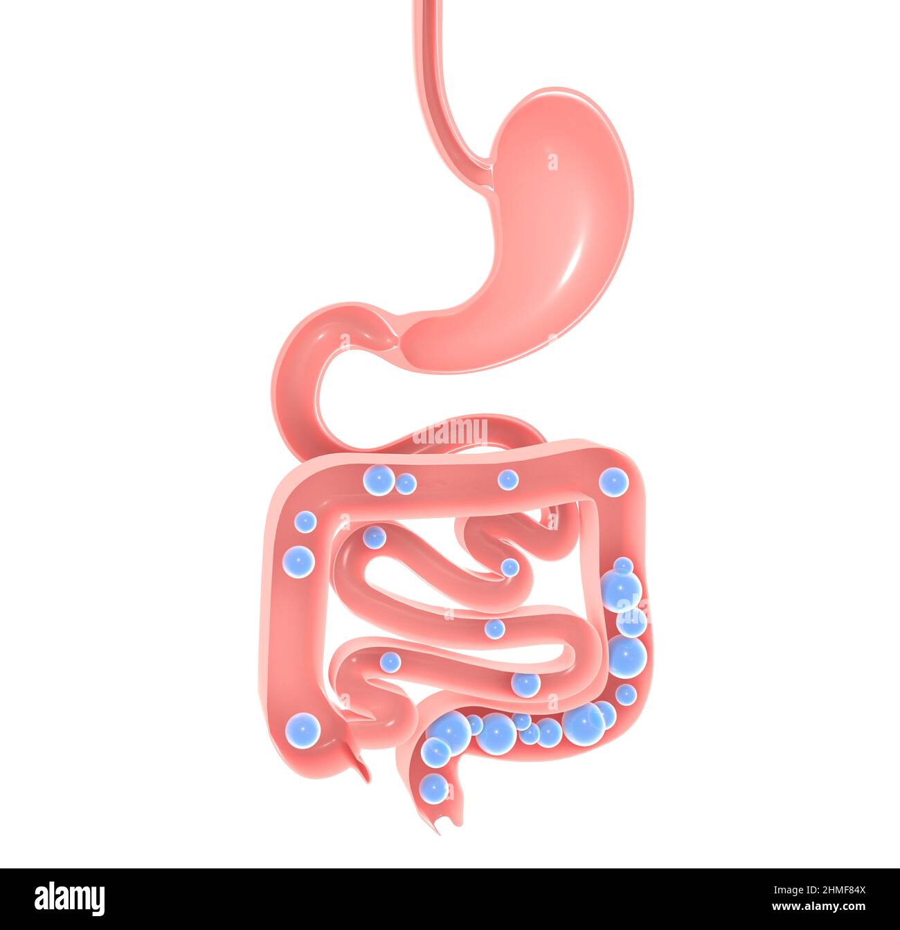 Anatomical 3d illustration of the digestive system. Stomach, large and small intestine with gases. Showing the open interior. Aerophagia. Stock Photo