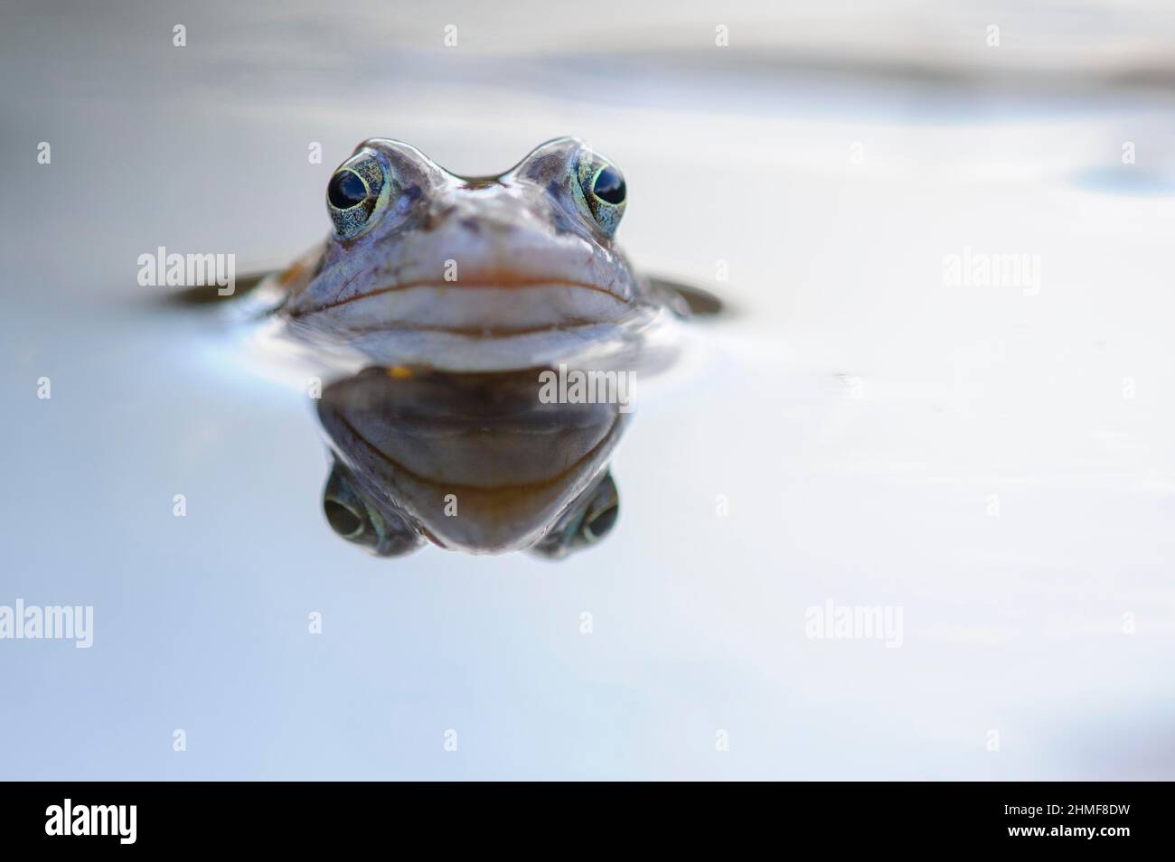 Moor frog, Goldenstedt, Lower Saxony Stock Photo