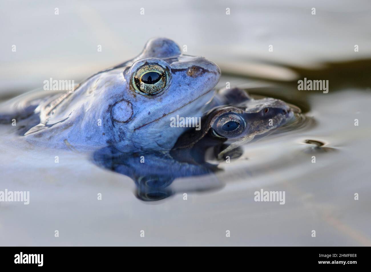 Moor frog, Goldenstedt, Lower Saxony Stock Photo