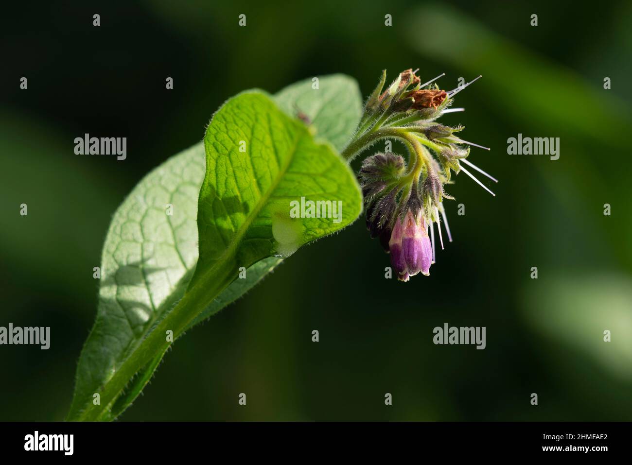 A Flower Head of Russian Comfrey (Symphytum x Uplandicum) Showing the Calyx, Purple Corolla and a Spiral of Styles Stock Photo