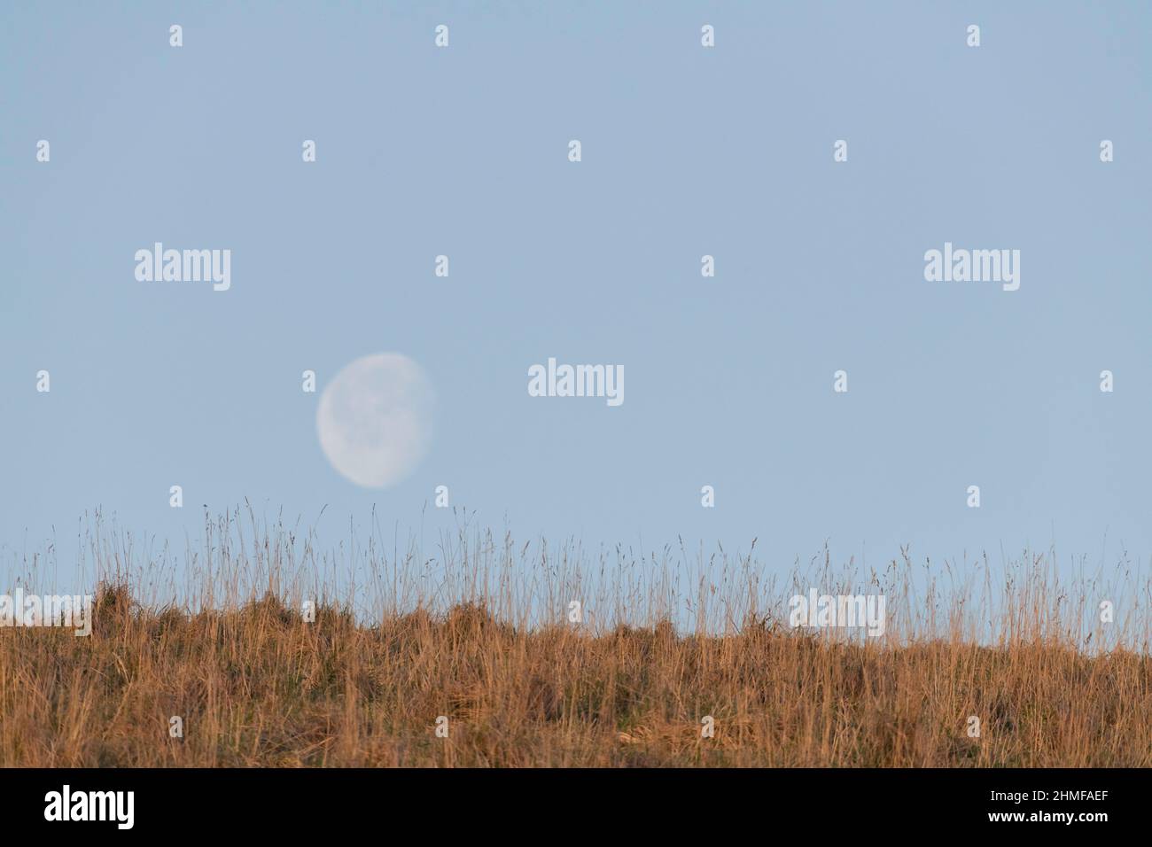 A Nearly Full Moon (Waning, 90%) Seen Low Above Grassland in a Clear Sky at Daybreak, with Grasses on the Hillside Forming the Horizon Stock Photo