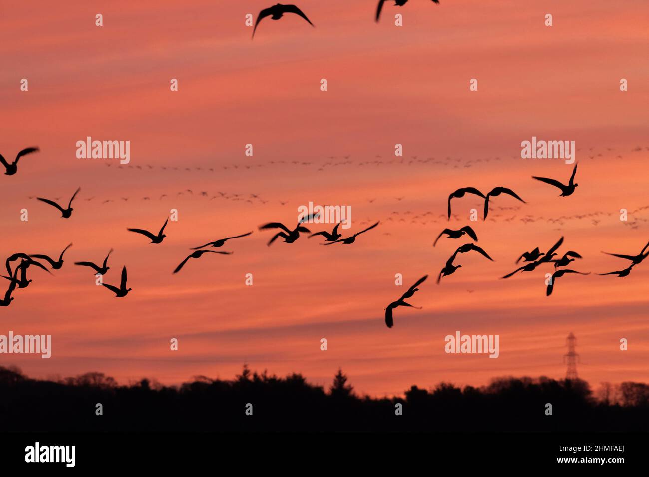 Flocks of Pink-Footed Geese (Anser Brachyrhynchus) Silhouetted Against a Red Winter Sky at Sunrise as They Leave Loch of Skene to Look for Food Stock Photo