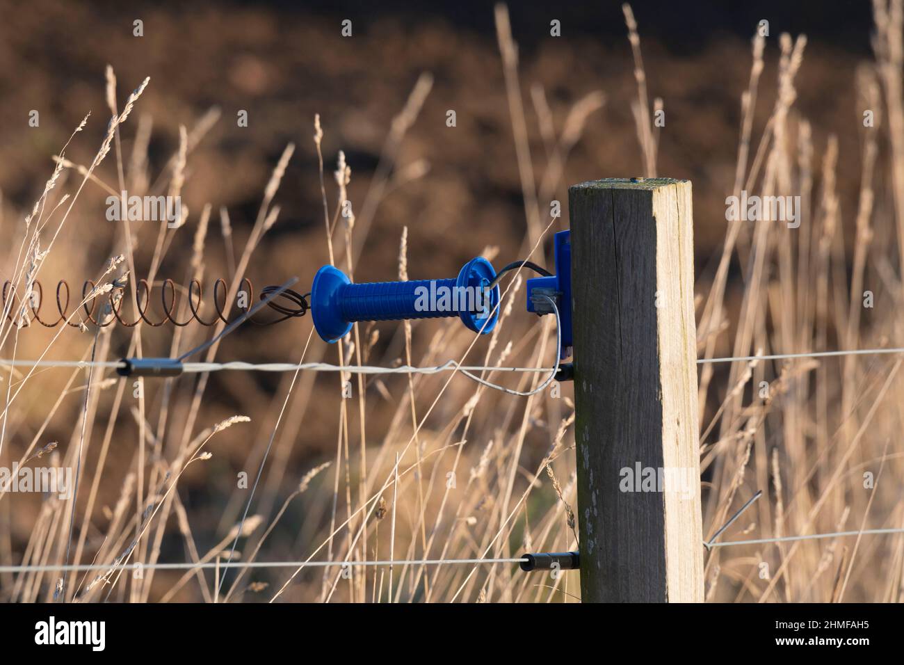 A Blue Insulating Handle on a Spring Gate Connected to an Electric Fence at the Edge of a Field Stock Photo
