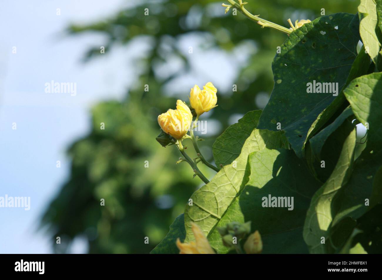 Selective focus shot of booming Luffa flower buds Stock Photo