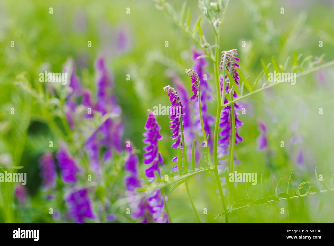 Bright purple flowers of hairy vetch in the rays of sunset on summer ...