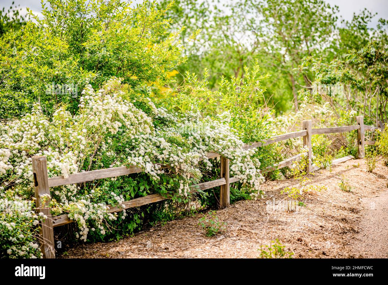 Colorado Garden Path in Summer Stock Photo