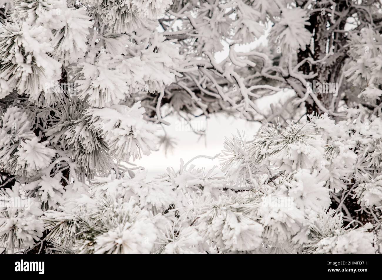 Pine tree covered with ice hi-res stock photography and images - Alamy