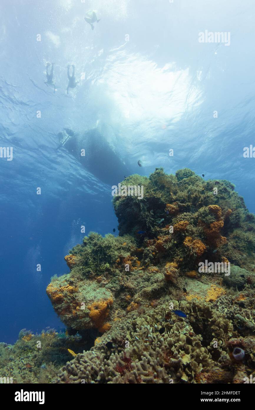 Scuba diving from dive boat hi-res stock photography and images - Alamy