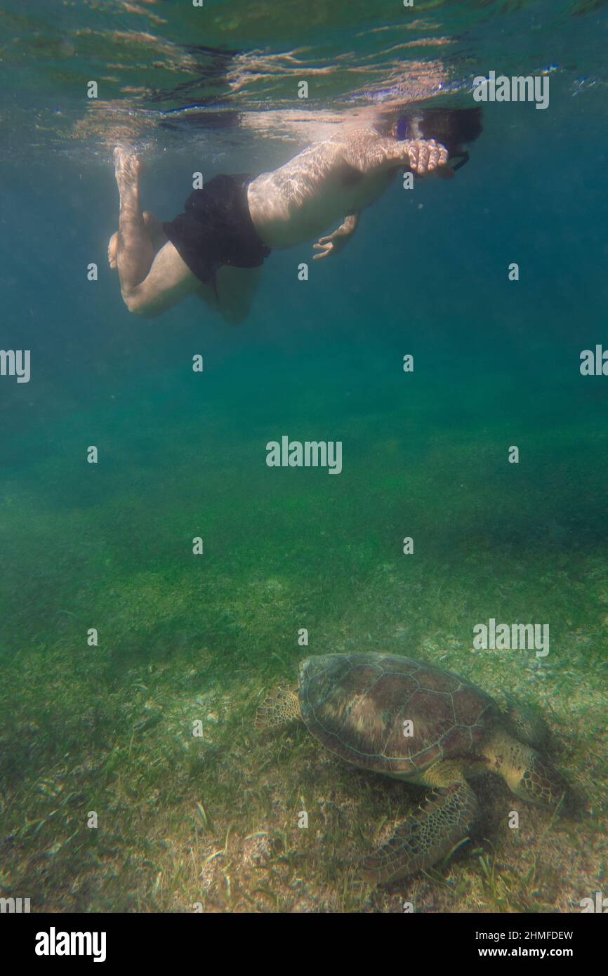 young man doing snorkeling with a turtle in mexico Stock Photo