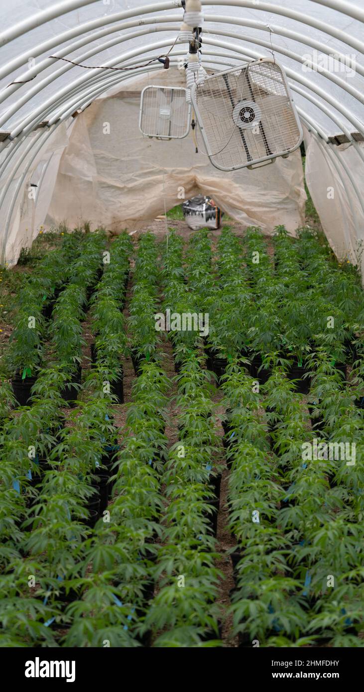 marihuana plantation in a legal farm in california Stock Photo