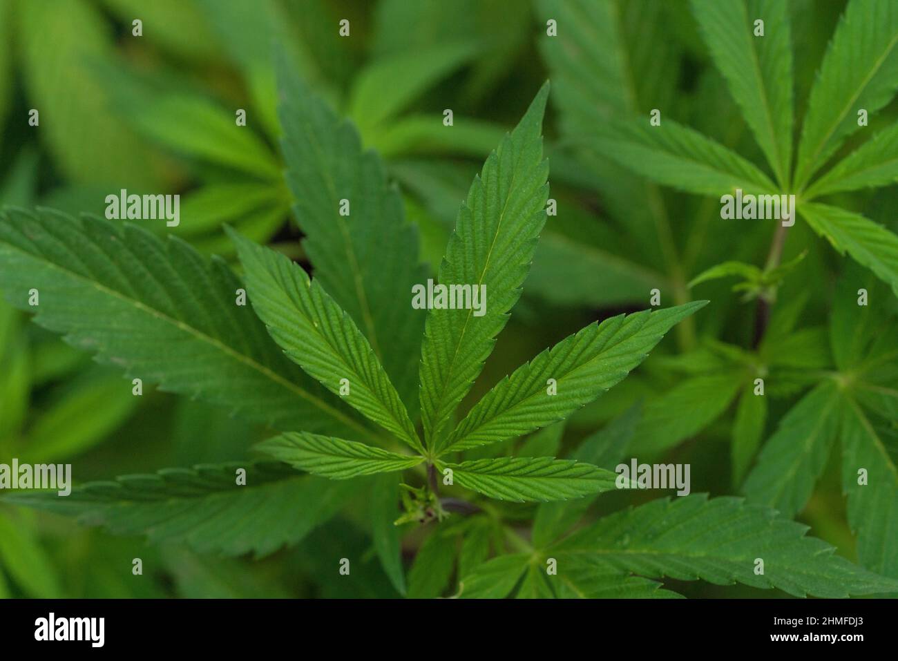 marihuana plantation in a legal farm in california Stock Photo