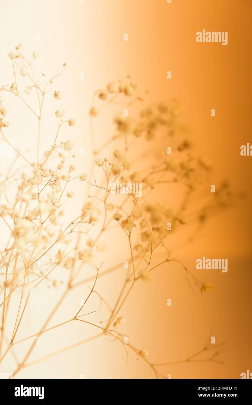 Soft focus art hi-res stock photography and images - Alamy