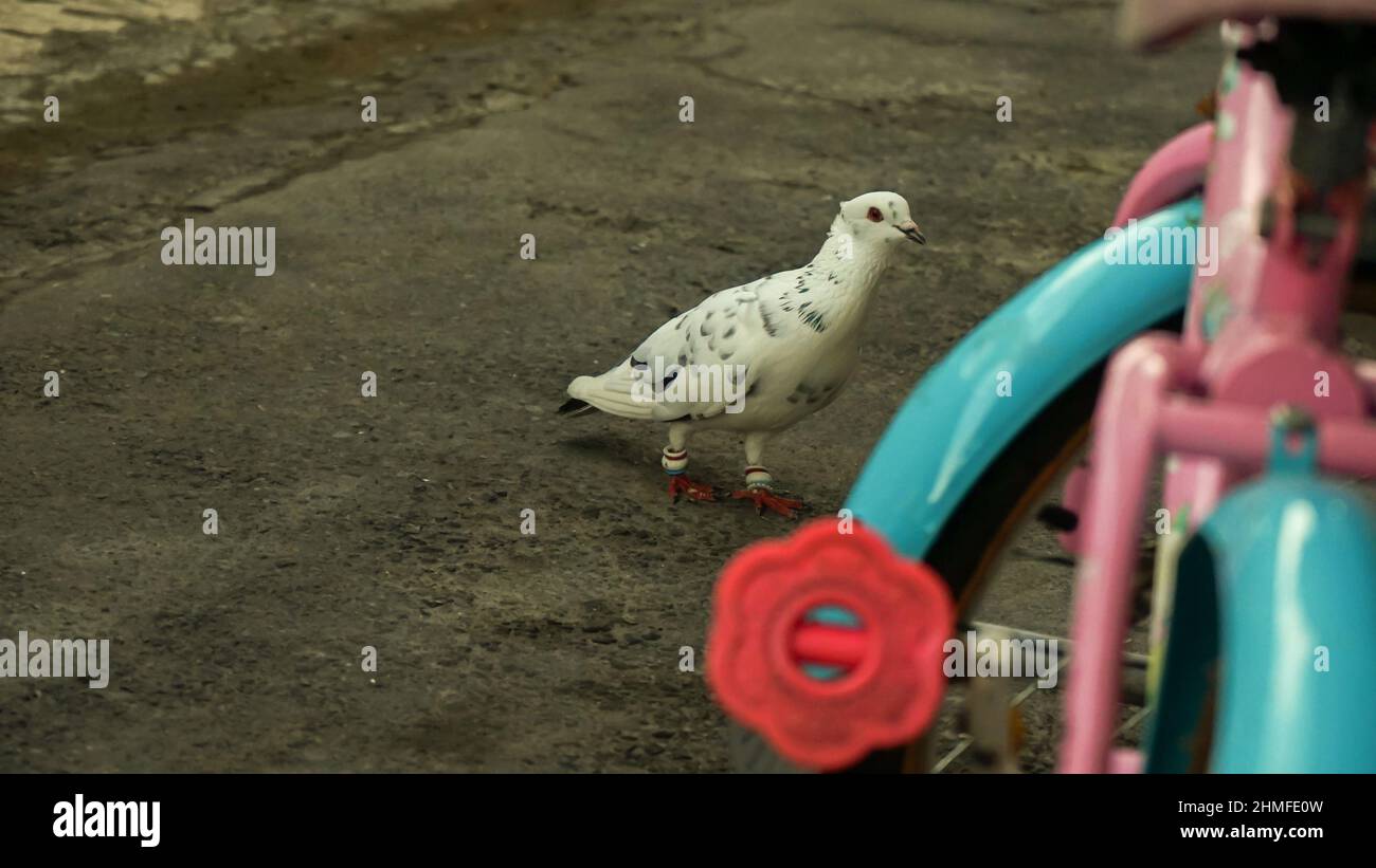 White dove bird close up hires stock photography and images Alamy