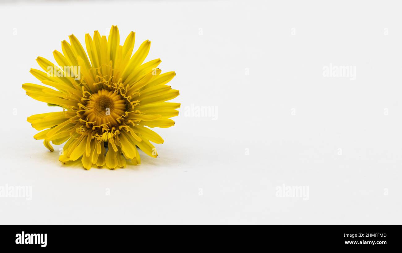 yellow dandelion isolated on clear background Stock Photo
