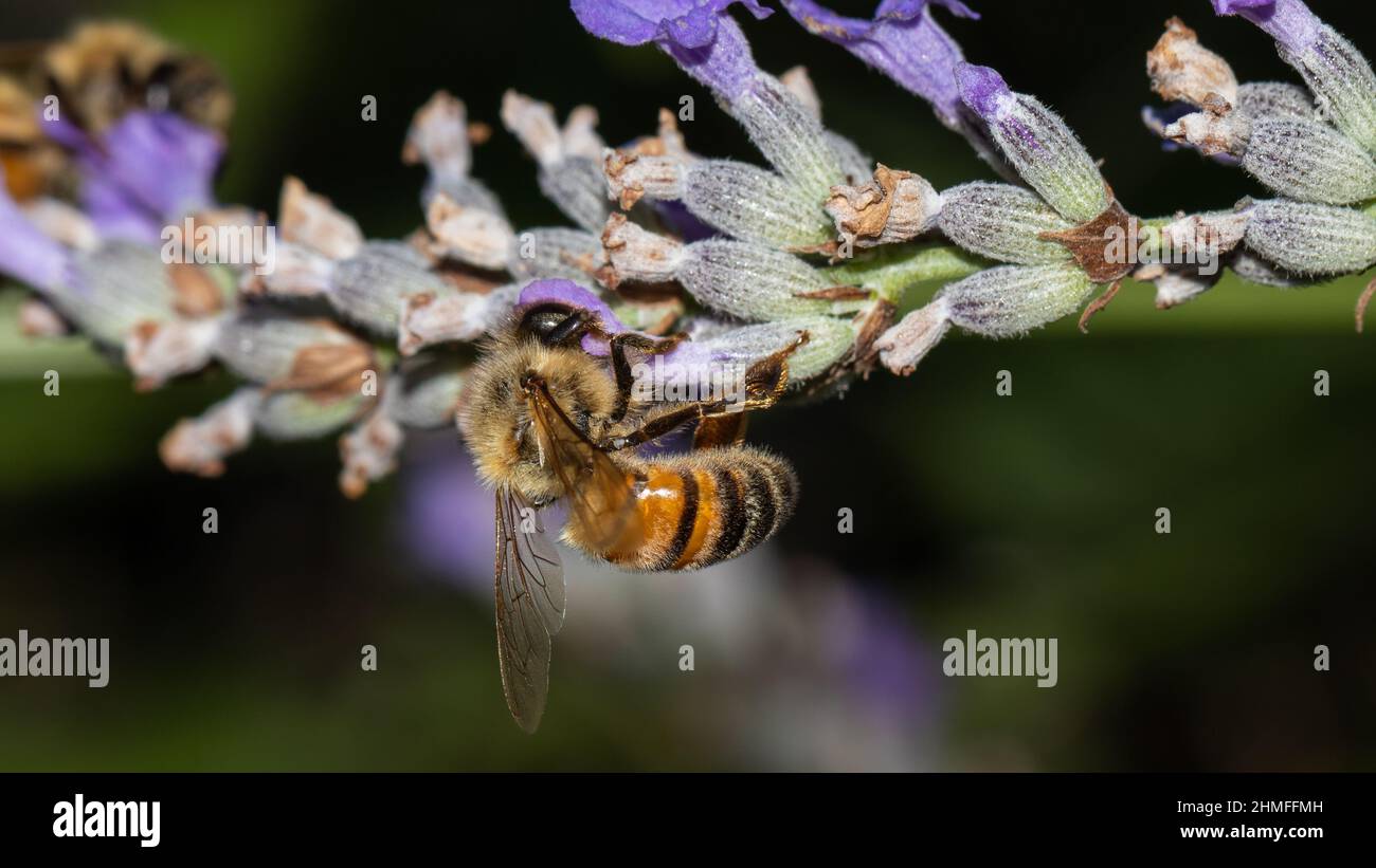 honeybee on violet flower, pollen Stock Photo