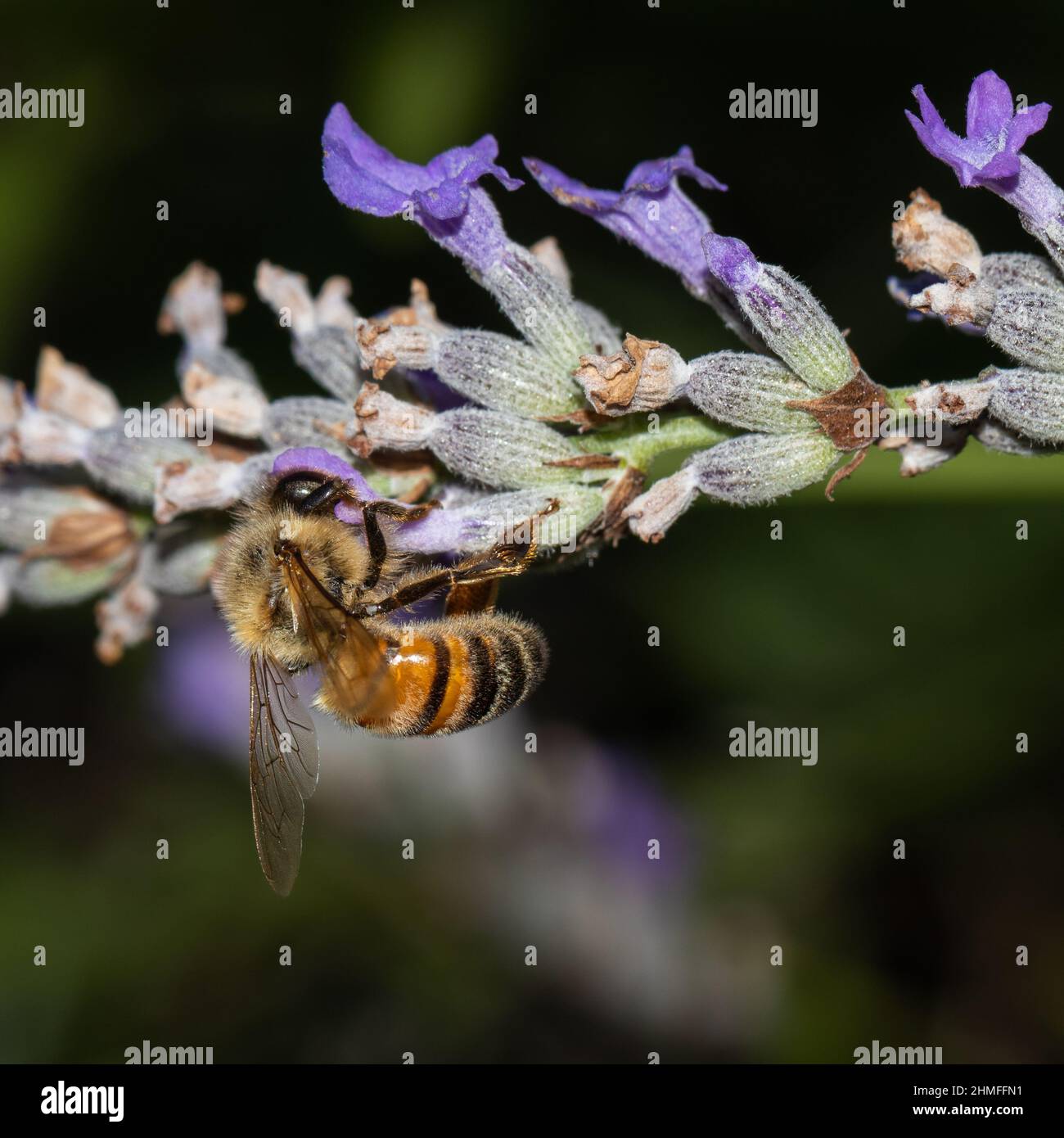 honeybee on violet flower, pollen Stock Photo