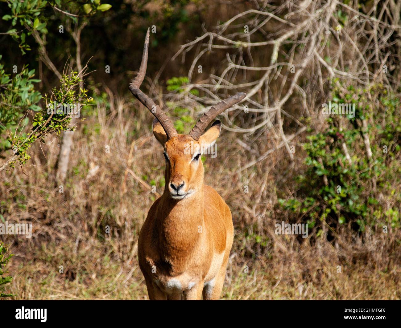 The impala  Aepyceros melampus is a medium-sized antelope found in eastern and southern Africa. Photo on safari in Kenya Africa Stock Photo