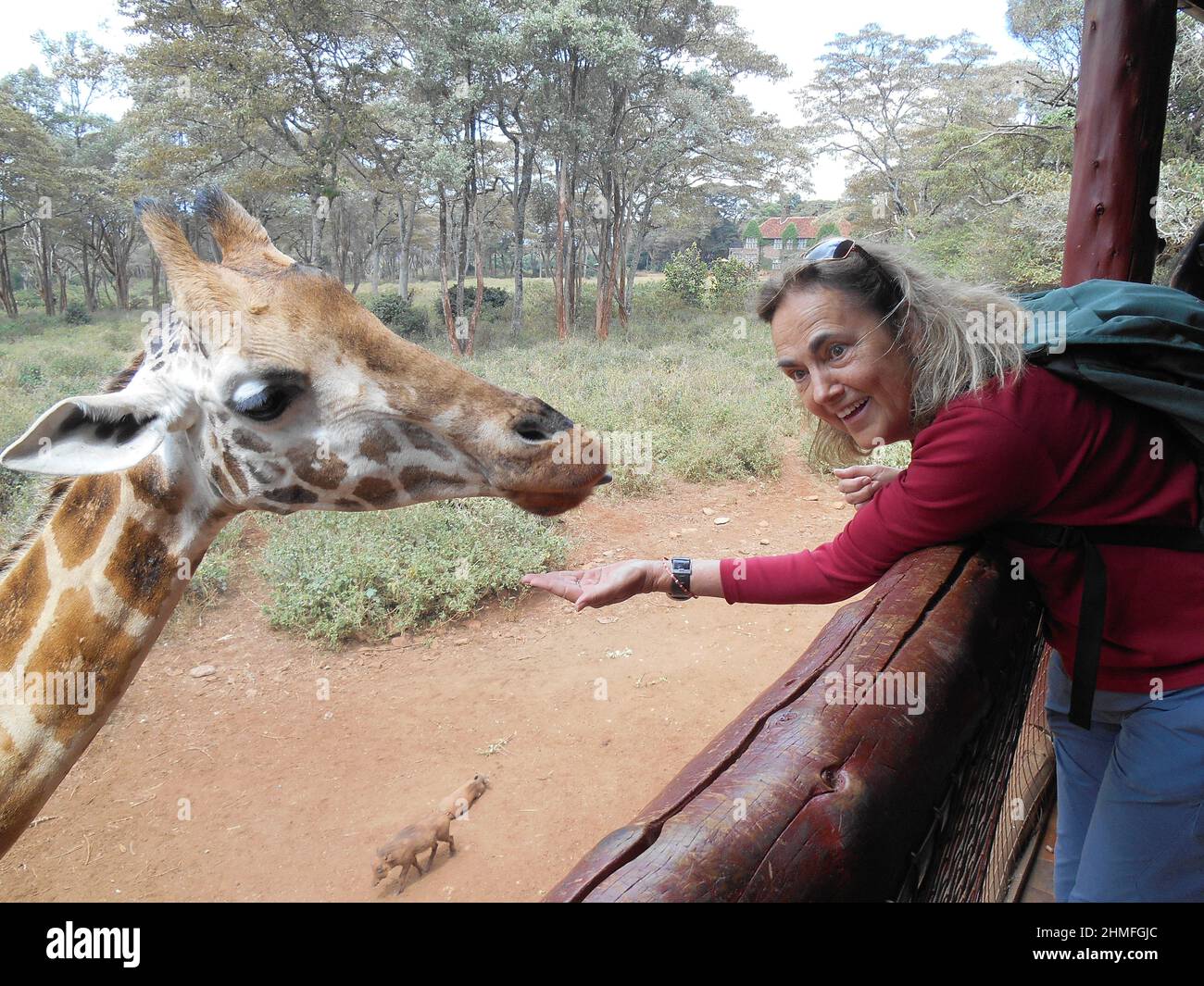 Actively Feeding Giraffe, AFEW/Giraffe Center , Kenya Africa Stock Photo