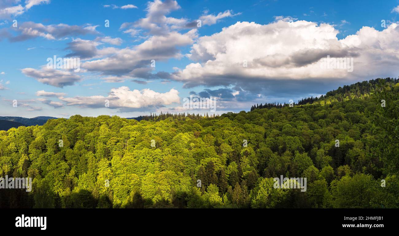 Panorama of Carpathians mountain forest in a beautiful summer day, Ukraine Stock Photo