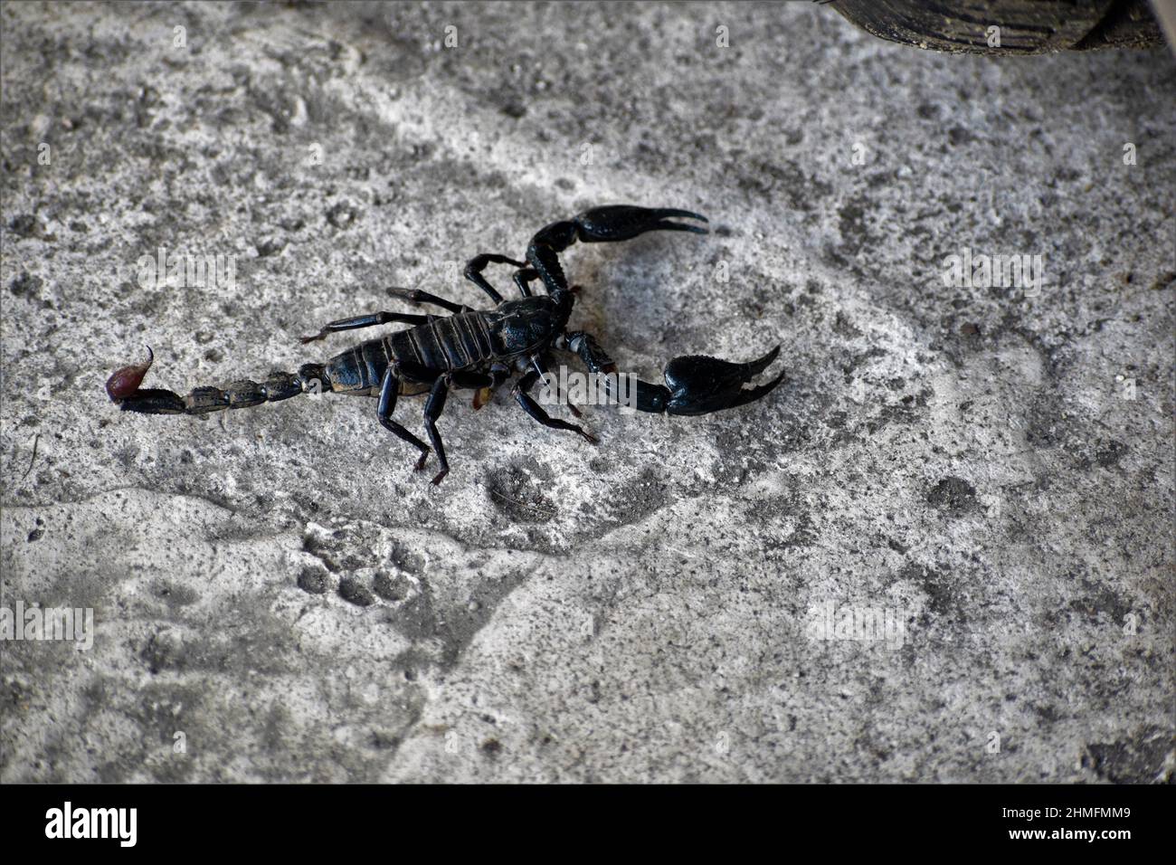 Black scorpion crawling on cement floor. Stock Photo