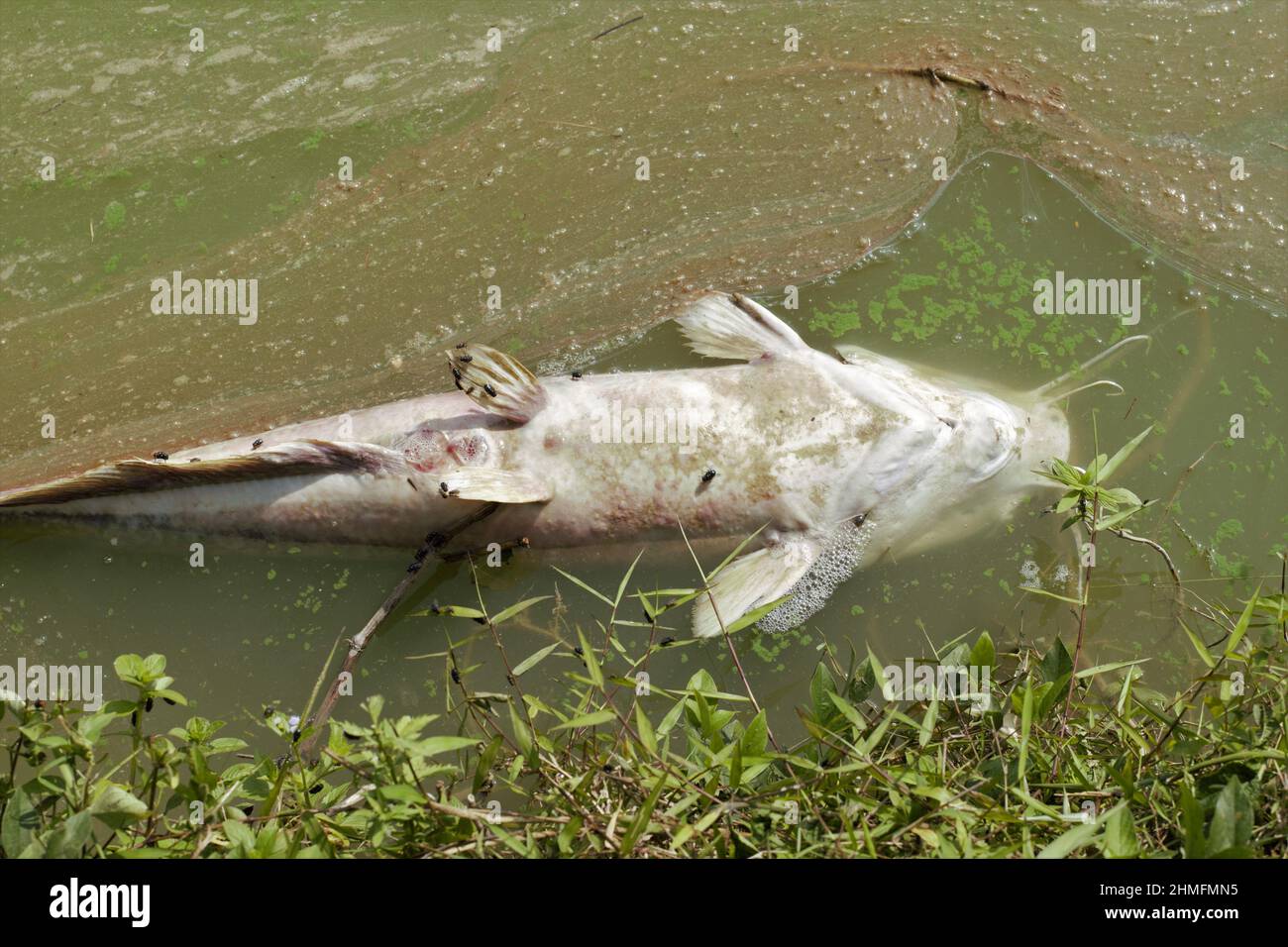 A dead catfish floating in the pond. Stock Photo