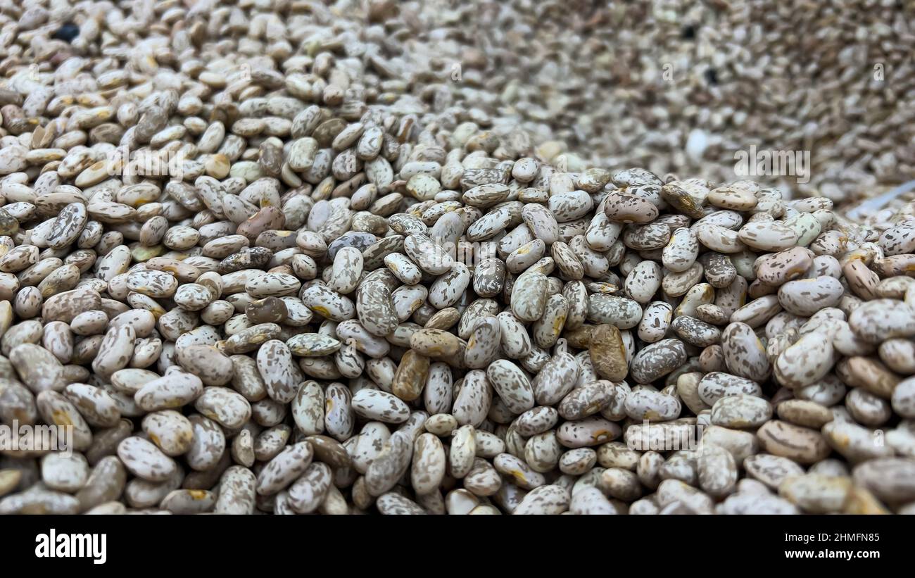 Close up to Pile Pinto beans Buck ,background , Texture and Pattern