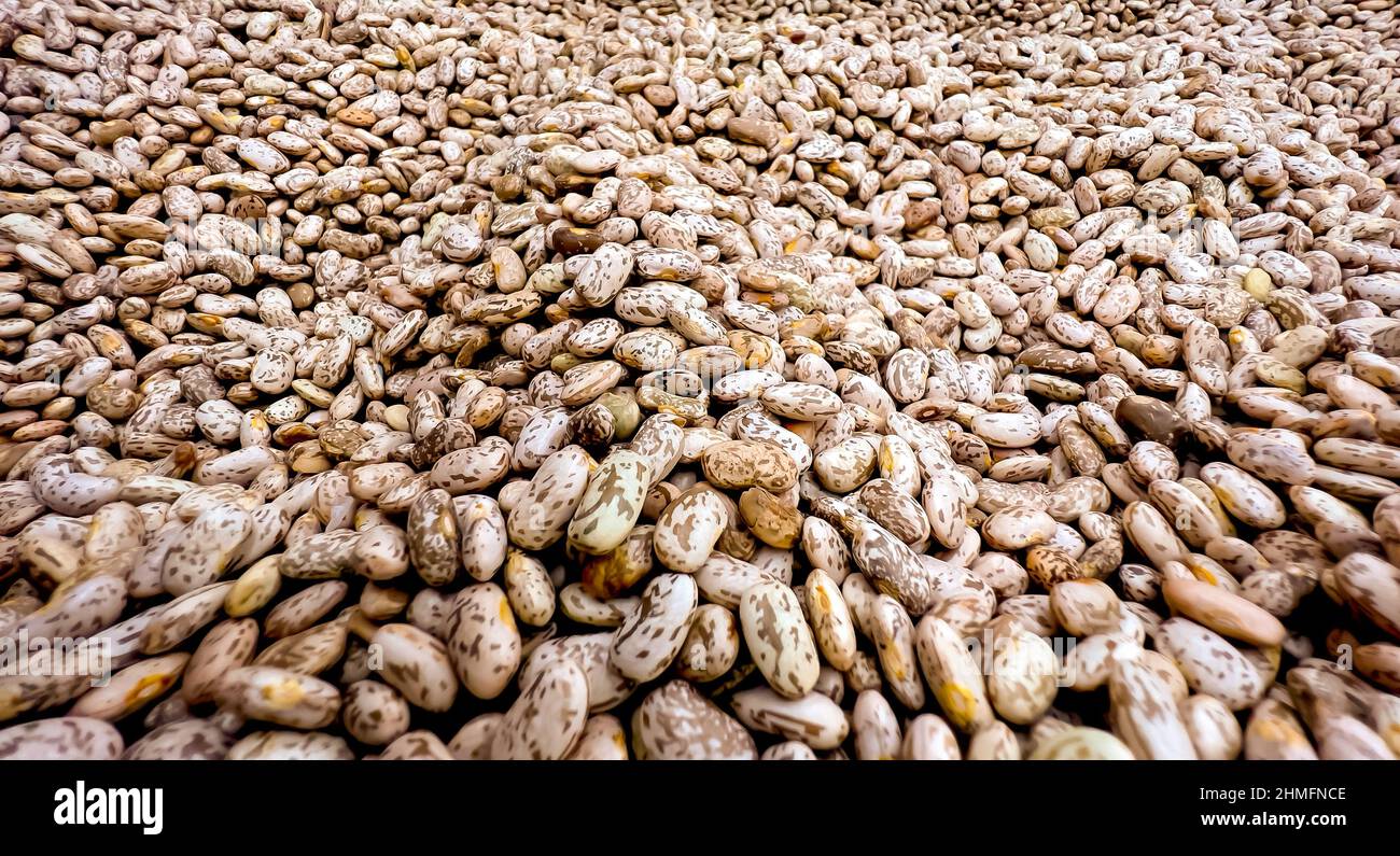 Close up to Pile Pinto beans Buck ,background , Texture and Pattern
