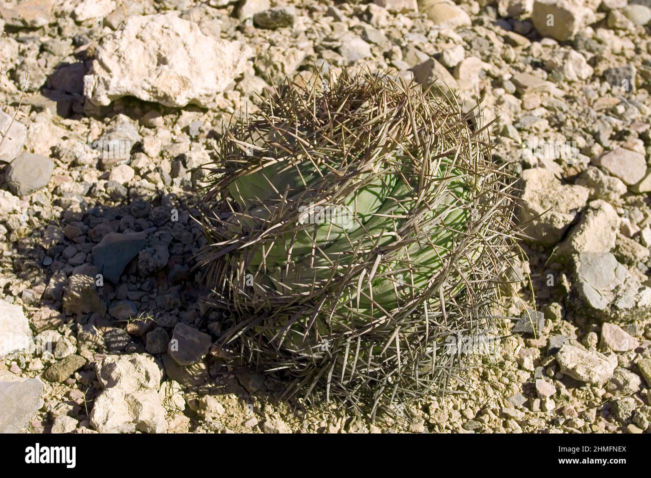 Nichol's Turk's head or Eagle-Claw Cactus (Echinocactus horizonthalonius nicholii), Waterman Mountains, Arizona Stock Photo
