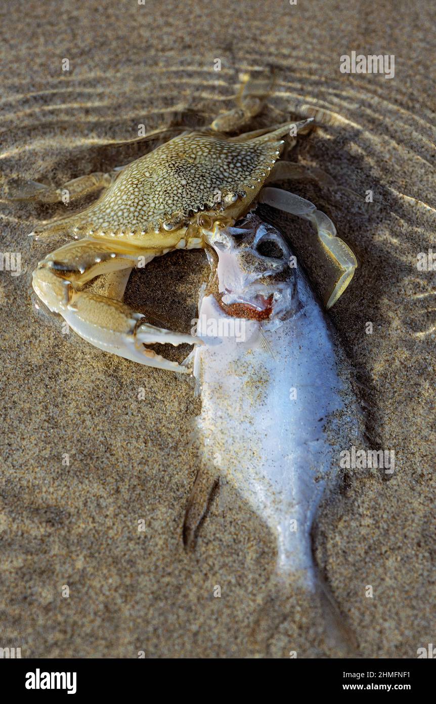 Speckled Swimming Crab (Arenaeus cribrarius), in shallow waters, eating