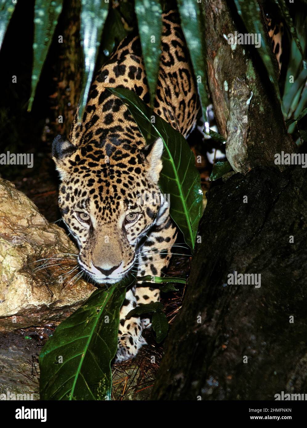 Belize jaguar big cat animal hi-res stock photography and images - Alamy