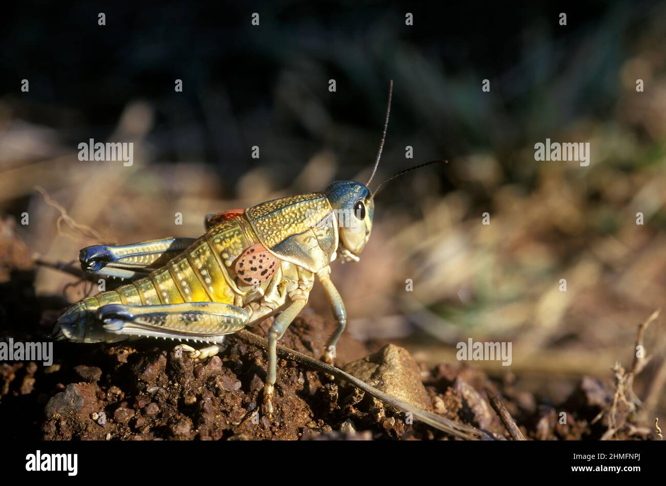 Plains lubber grasshopper (Brachystola magna, Romaleidae), Southern Arizona Stock Photo