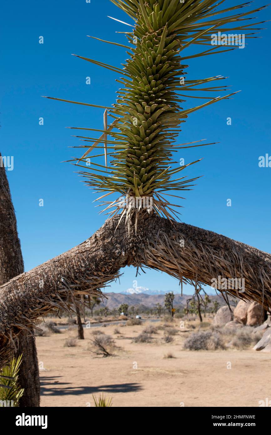 Joshua Tree National Park is home to stunning landscapes filled with