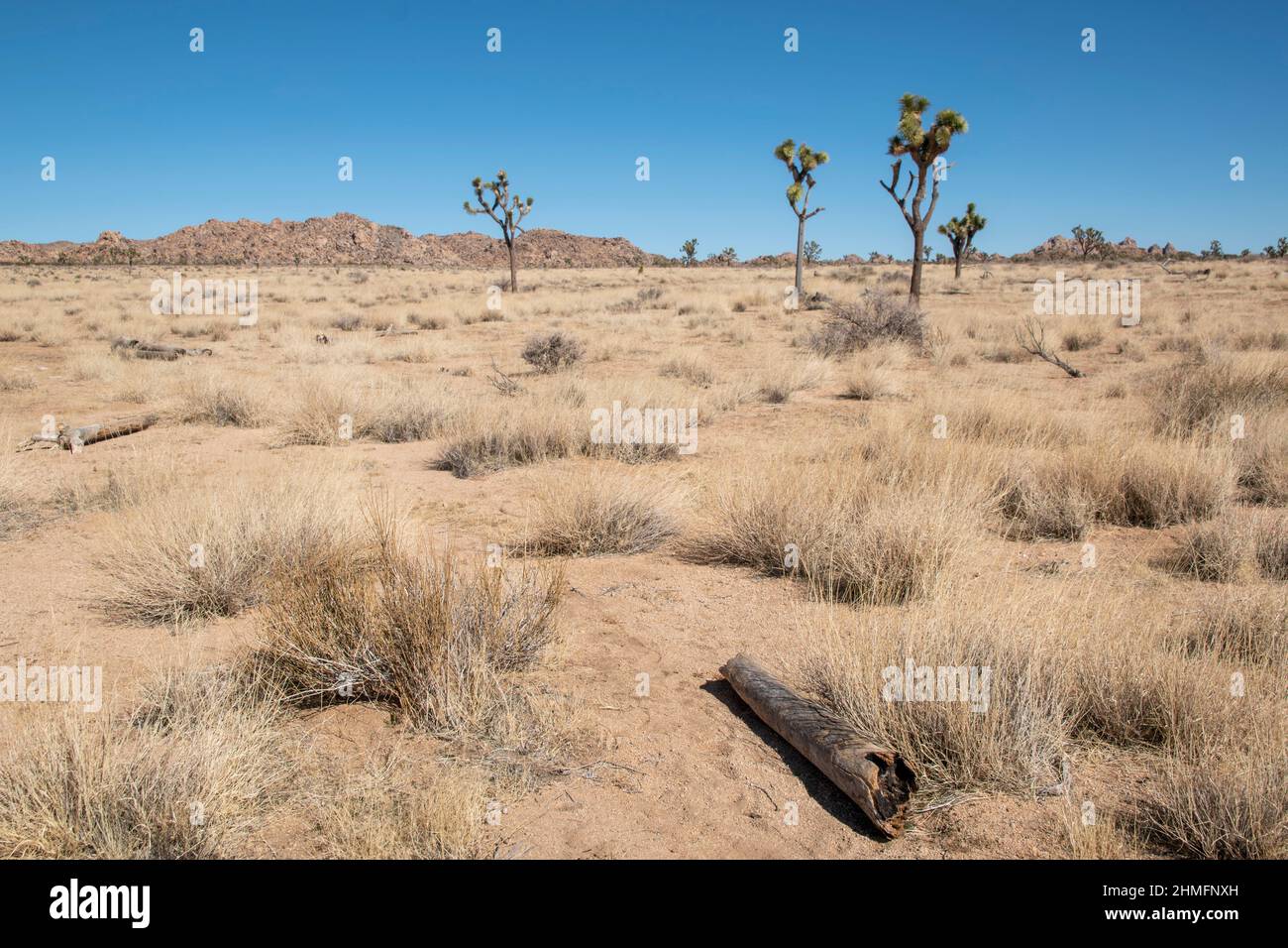 Joshua Tree National Park is home to stunning landscapes filled with