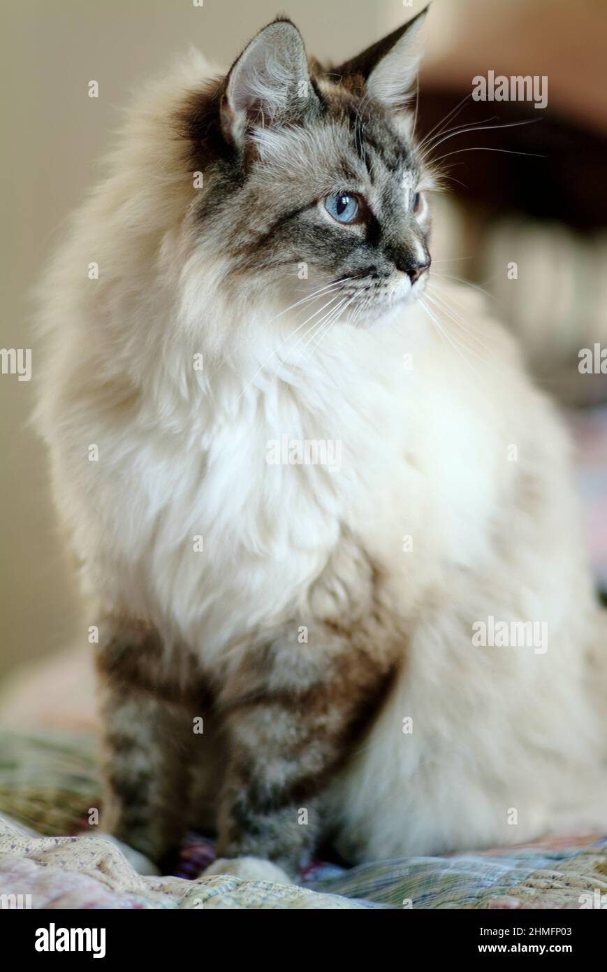 Beautiful white cat with blue eyes, Birman mix Stock Photo