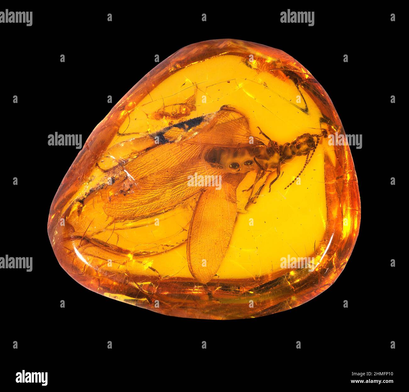 Winged termite in Amber, East Prussia Stock Photo