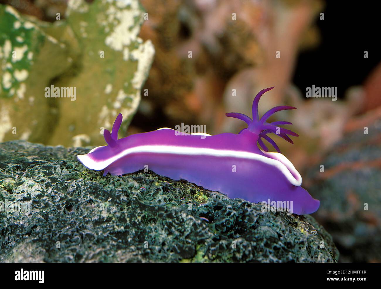 Nudibranch (Noumea violacea), Great Barrier Reef, Australia Stock Photo