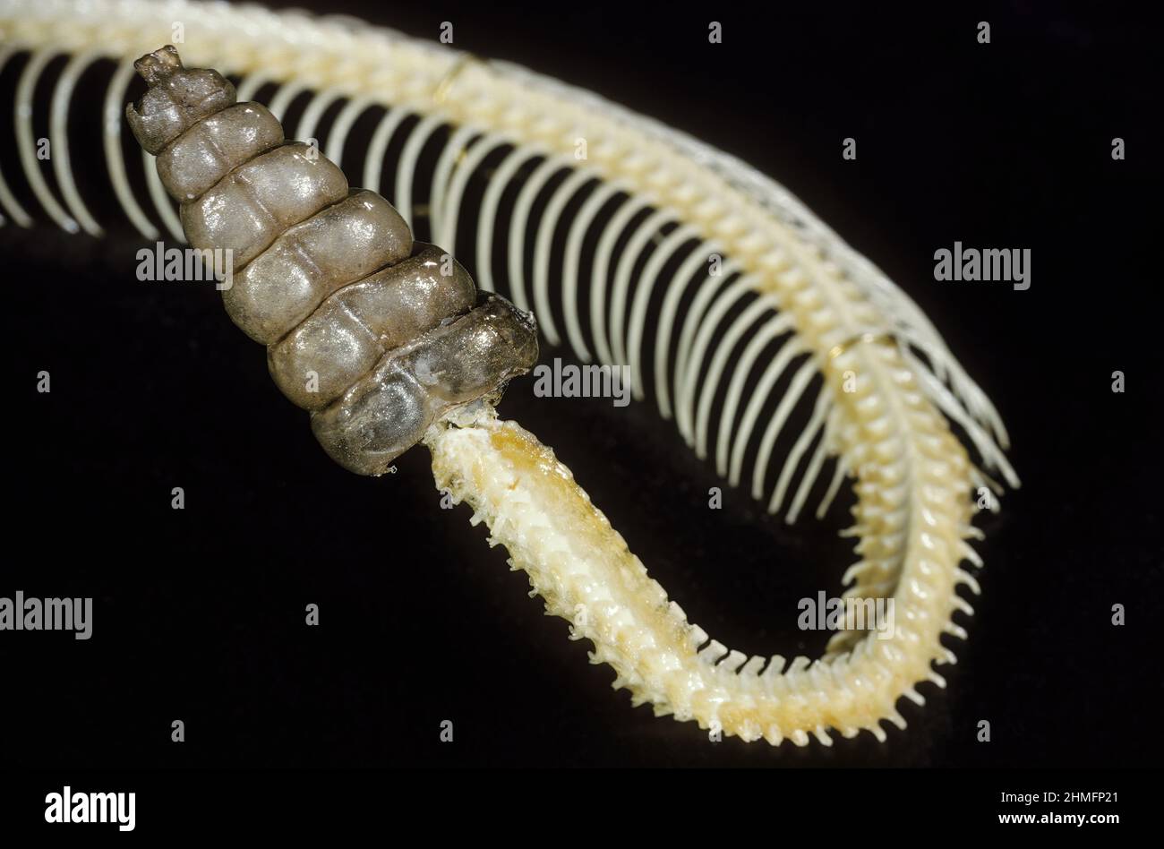 Rattlesnake rattle and vertebrate skeleton. Stock Photo