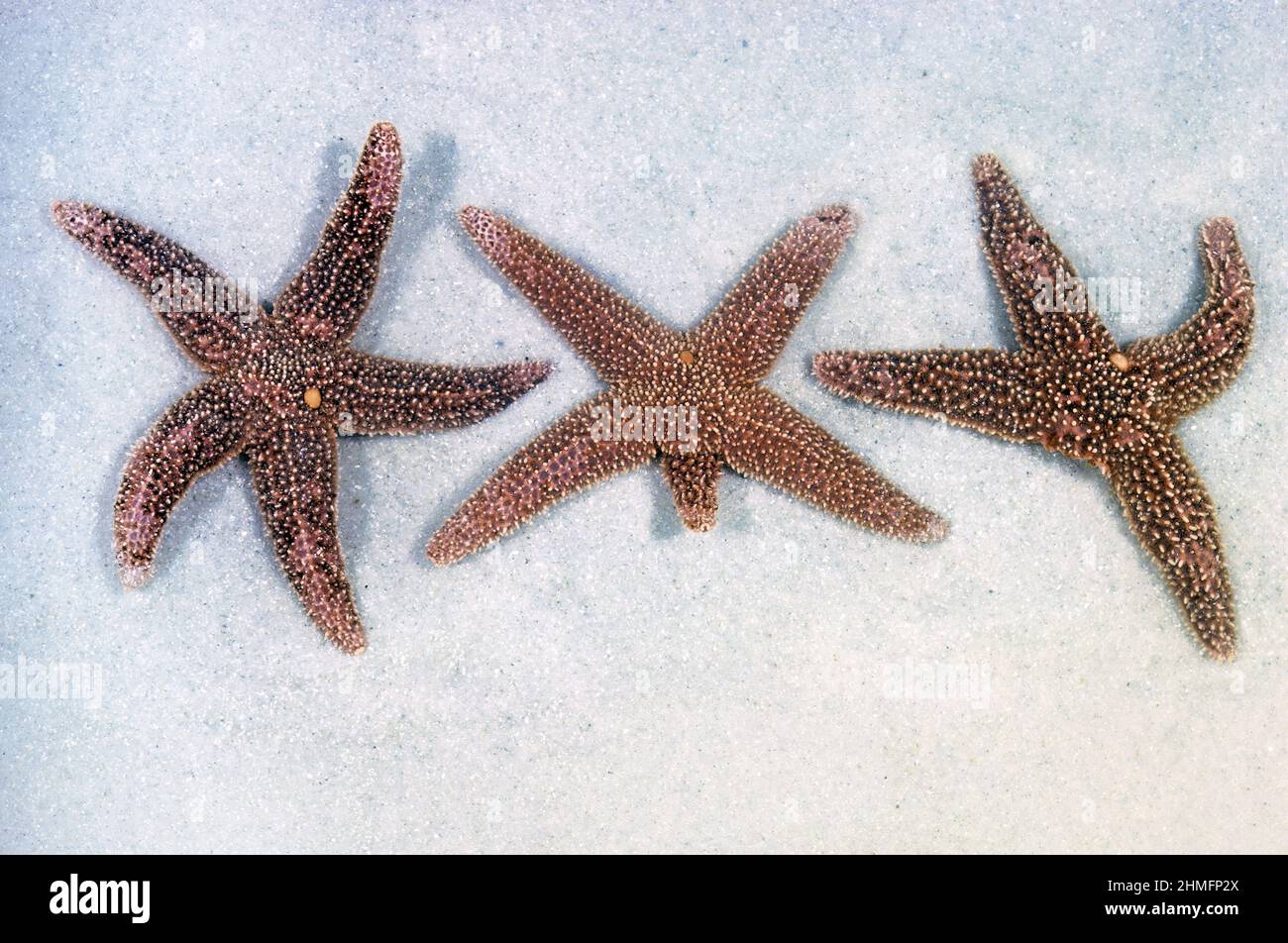 Arm regeneration of Forbe's Sea Stars Stock Photo